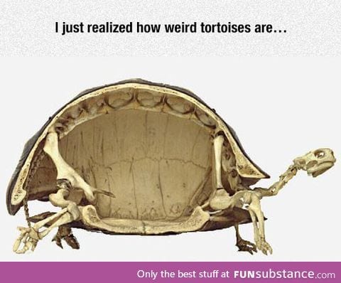 Tortises are Pretty Weird