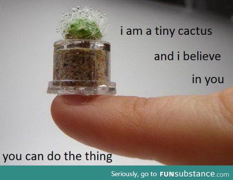 tiny cactus believes in you!!!