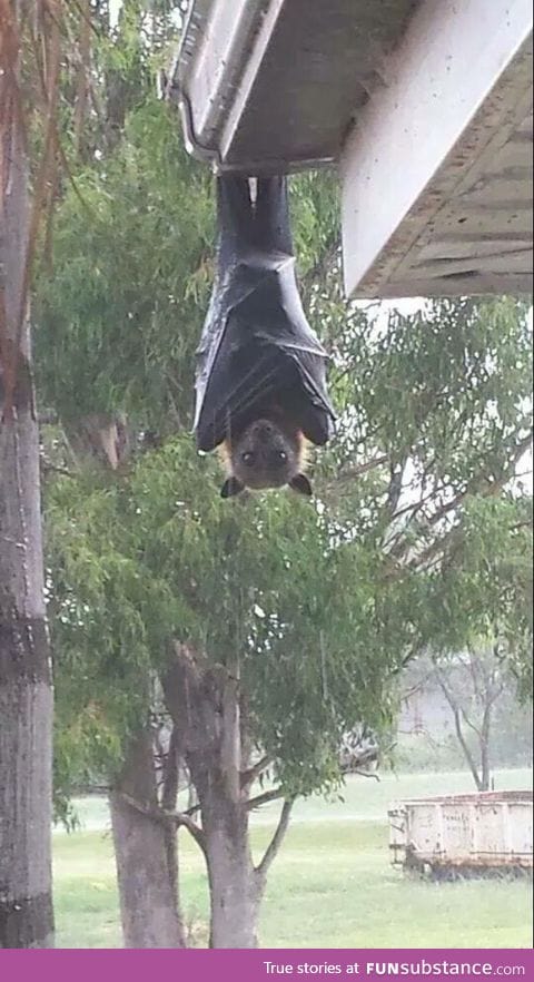 I had no idea bats could get this big. It looks like a toddler dressed as a bat