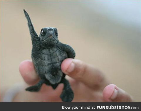 Disco turtle wants to dance