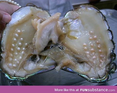 Pearls inside of an oyster