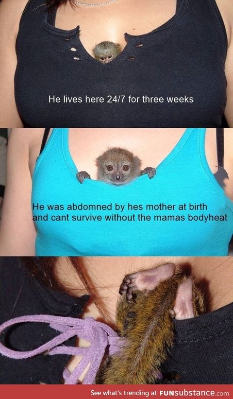 An orphan silk monkey has moved in between the breast of one of the zooworkers for 3 weeks