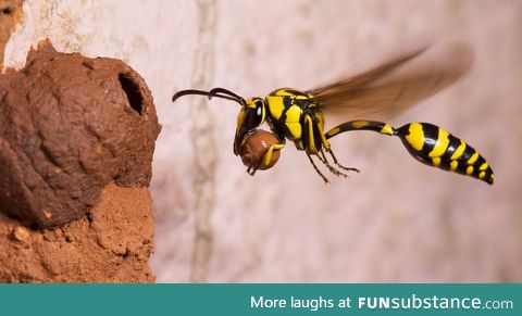 Potter's Wasp