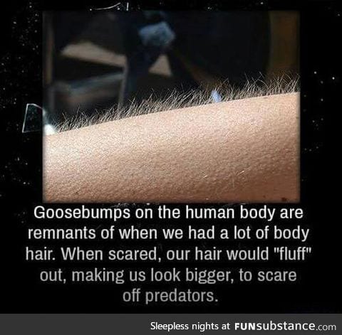 Why we get goosebumps