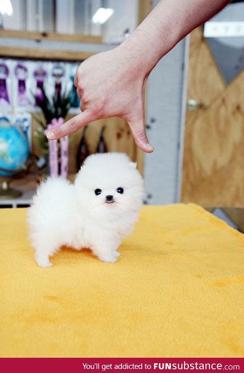 Baby Cotton Ball