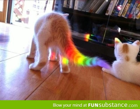 Nyan Cat In Real Life?!