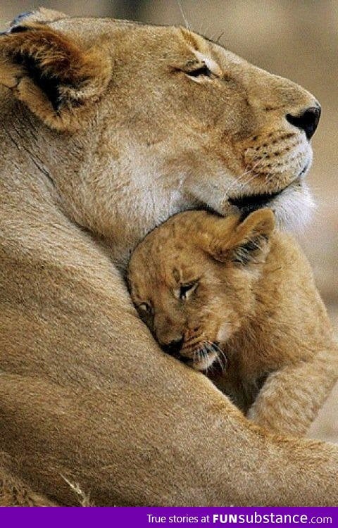 Lion mother and cub. Cute and Beautiful