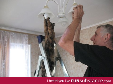 How many cats does it take to change a light bulb?!