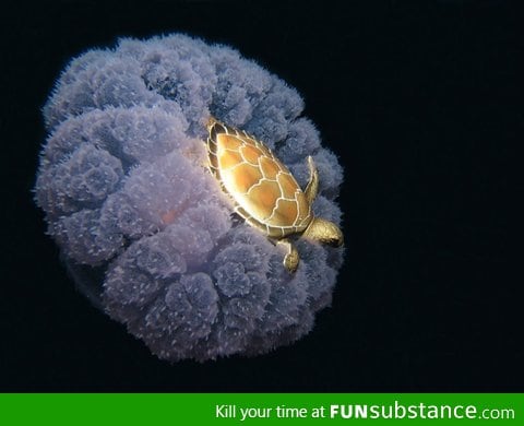 Just a turtle riding a jellyfish