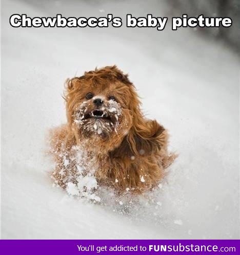 Chewbacca's baby picture