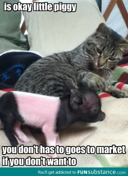 It's okay piggy