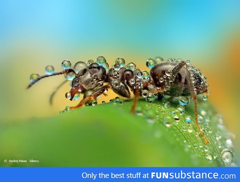 An ant in the morning dew