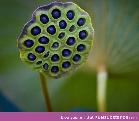 A Lotus seed pod