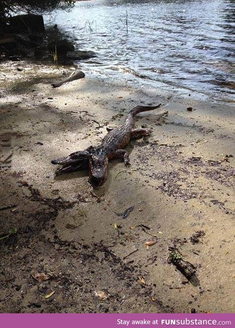 So a two headed crocodile was found in Florida