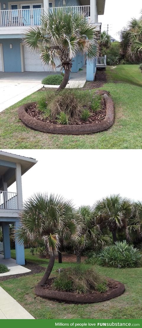 The way this palm tree fell and continued to grow