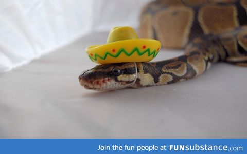 Day 376 of your daily dose of cute: Sassy slithering snakes snag shimmering sombreros