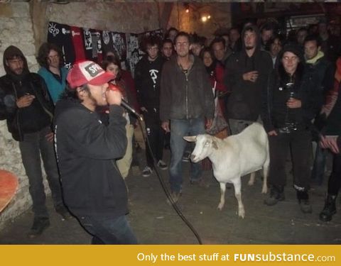 When your goat's really into underground rap