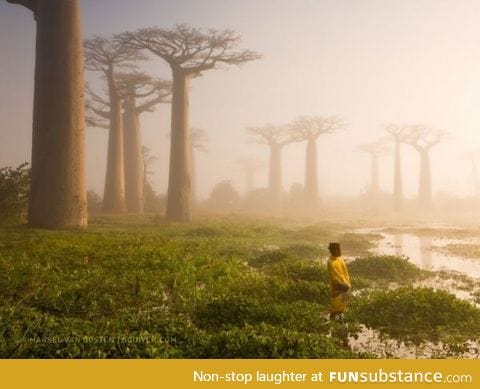 Colossal baobab trees