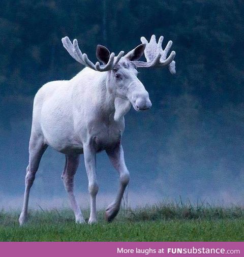 White moose, majestic as f**k