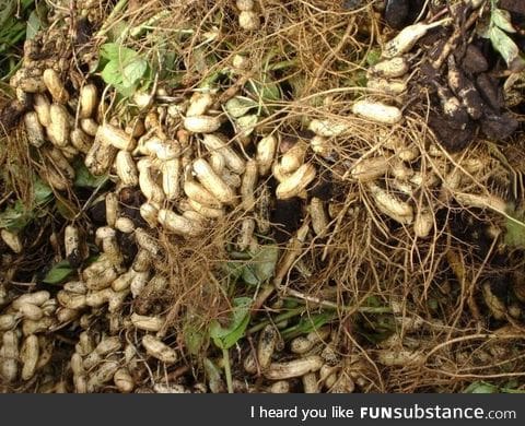 Did you know that peanuts grow underground?