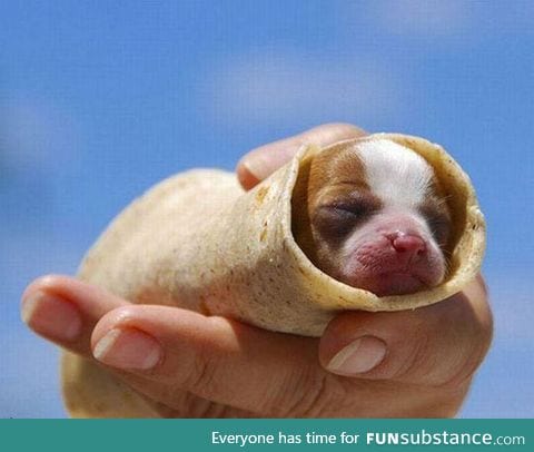 Probably the cutest burrito ever