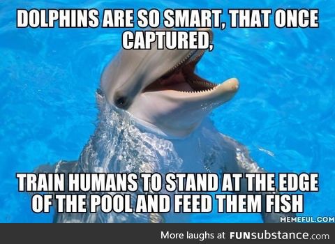 Dolphins are so smart