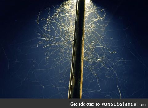 Long exposure of bugs under a streetlamp