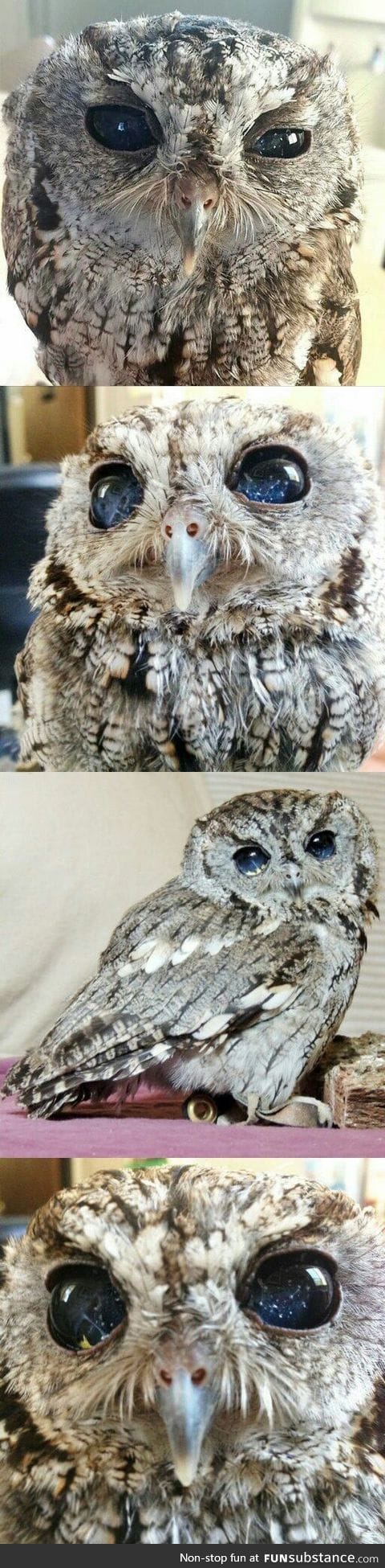 More photos of the blind owl with eyes like the night sky