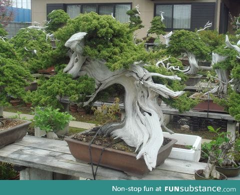 What does a 150 year old Bonsai look like?