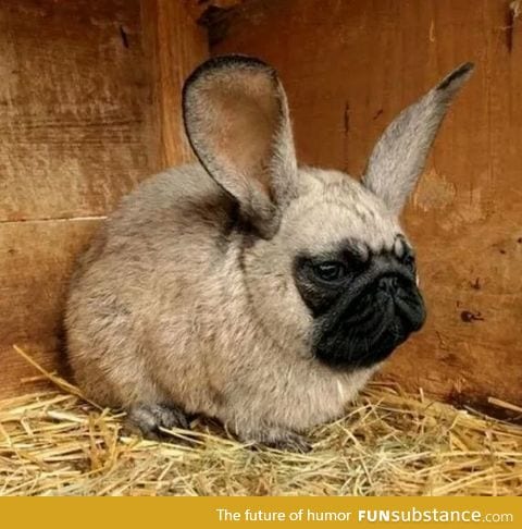 Ladies and gentlemen, I give you Pugs Bunny