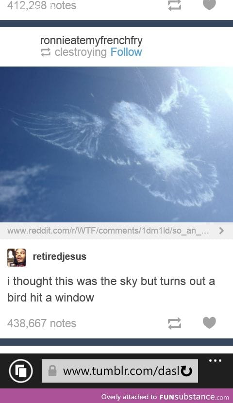 Birds