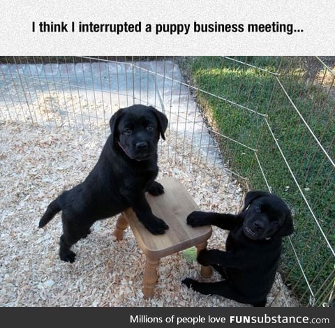 Puppy business meeting