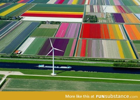 An aerial view of a Dutch Tulip farm, truly sublime