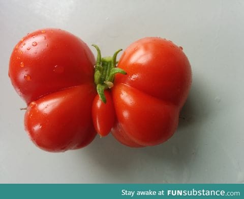 This tomato is shaped like a butterfly