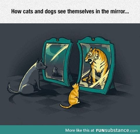 How they see themselves in the mirror