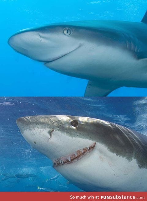 Not all sharks are assholes