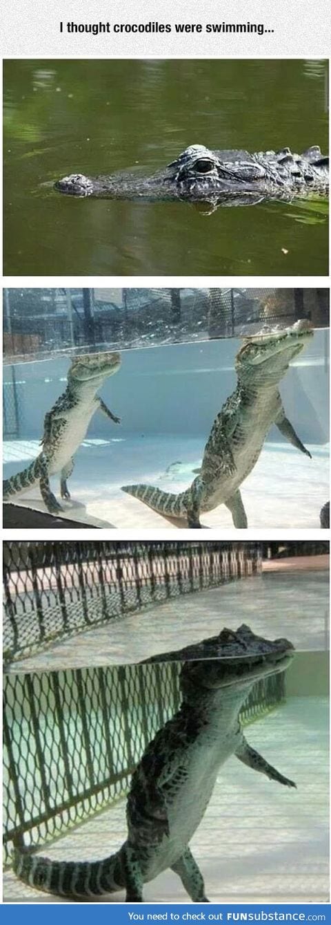 So crocodiles don't float?