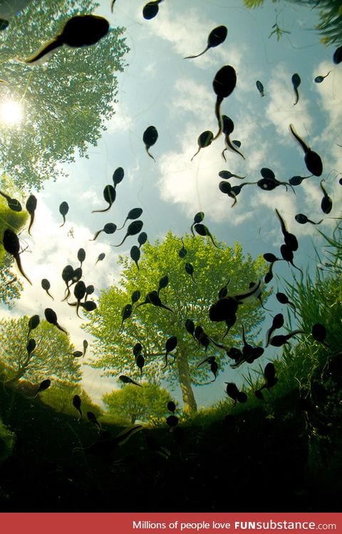 Sky tadpoles