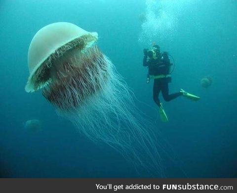 The Lion's Mane Jellyfish, the largest jellyfish in the world