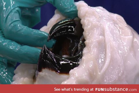 The beak of a Colossal Squid