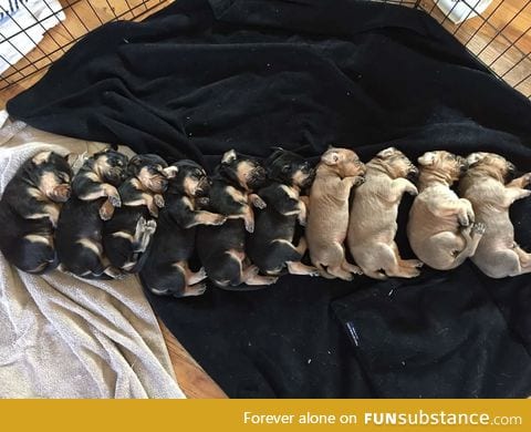 Puppy printer ran out of ink