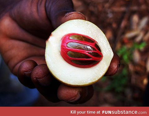 A fresh Nutmeg