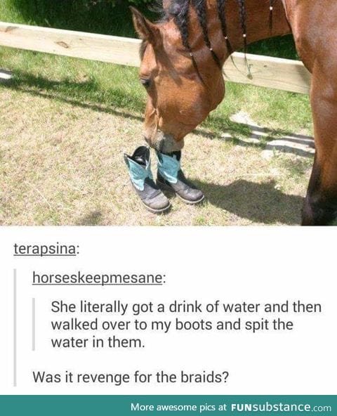 Dammit horse
