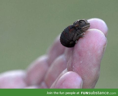 Baby chameleon