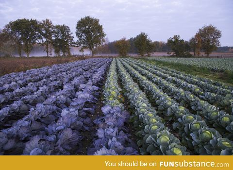 Cabbage field