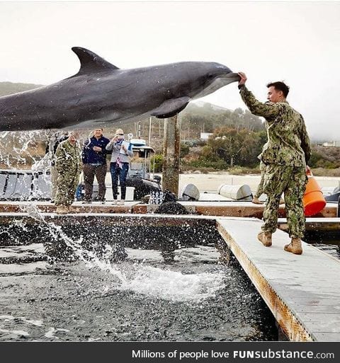 Man stops dolphin attack with one hand!