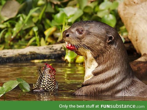 An adorable Otter