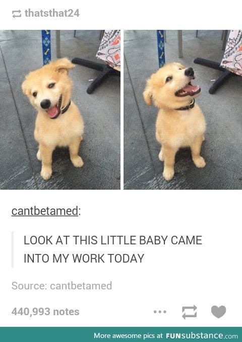 Happy dogs are the best