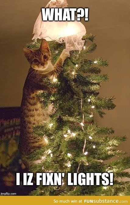 When kitty climbs the Christmas tree.