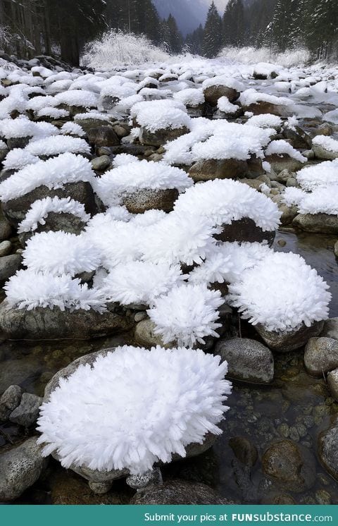 Ice blossoms